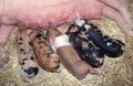 Piglets feeding on mum