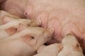Piglets feeding Royalty Free Stock Photo