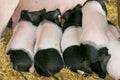 Piglets