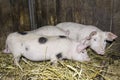 Piglets