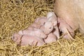 Piglets just born, little pink cute lying bunch in the straw