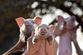 Piglets lifted by men's hands
