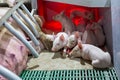 Piglets in modern enclosure in barn Royalty Free Stock Photo