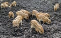 Piglets and mud