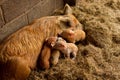 Piglets and mum