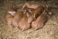 Piglets in a Pile