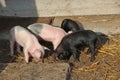 Piglets playing and jolly run in farm yard. Funny pigs. Baby piglets play in yard. Little pigs live at farm