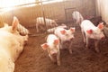 Piglets are playing in rural organic farms. Agriculture, livestock Royalty Free Stock Photo