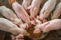 .Piglets are scrambling to eat food in a pig farm Royalty Free Stock Photo