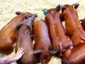 Piglets sleeping in annual goshen fair