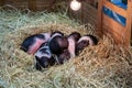 Piglets Sleeping in Hay Royalty Free Stock Photo