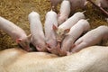 Piglets Royalty Free Stock Photo