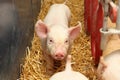 Piglets Royalty Free Stock Photo