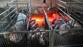Piglets and sows in a cage with infra-red heating Royalty Free Stock Photo