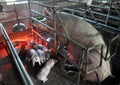 Piglets and sows in a cage with infra-red heating Royalty Free Stock Photo