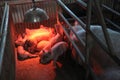 Piglets and sows in a cage with infrared heating Royalty Free Stock Photo