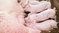 Piglets are sucking milk from the mother`s breast in an organic pig farm. Royalty Free Stock Photo