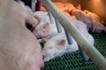 Piglets suckling in enclosure Royalty Free Stock Photo