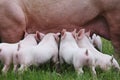 Piglets suckling from fertile sow on animal farm on the meadow