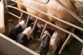 Piglets suckling in modern pigpen Royalty Free Stock Photo