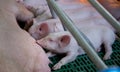 Piglets suckling in modern enclosure Royalty Free Stock Photo