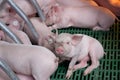 Piglets suckling in modern enclosure Royalty Free Stock Photo