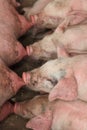 Piglets Suckling