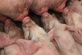 Piglets Suckling