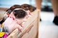 Piglets were raised to show their cuteness to children. Animal that climbs fence to demand food