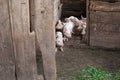 Piglets in a wooden