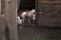 Piglets in a wooden