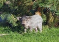 The pigling of Hungarian breed Mangalitsa Royalty Free Stock Photo