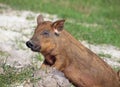 The pigling of Hungarian breed Mangalitsa Royalty Free Stock Photo