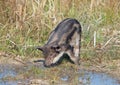 The pigling of Hungarian breed Mangalitsa Royalty Free Stock Photo