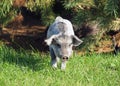 The pigling of Hungarian breed Mangalitsa