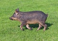 A pigling hurries on a green meadow