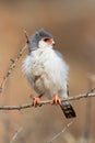 Pigmy falcon