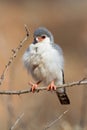 Pigmy falcon portrait