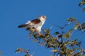Pigmy falcon sit in thorn tree with bright blue sky beautiful bi Royalty Free Stock Photo