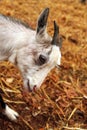 Pigmy goat bows to the visitor Royalty Free Stock Photo