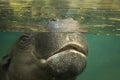 Pigmy hippopotamus West Africa Hippopotamidae species in danger Royalty Free Stock Photo