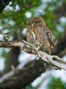 Pigmy Owl