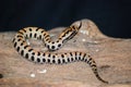 Pigmy rattlesnake laying on a log