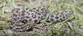 Pigmy Rattlesnake