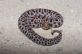 Pigmy Rattlesnake