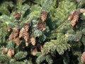 Pigne - Pine cones