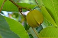 Pignut Hickory Nut with Leaves 05 Royalty Free Stock Photo
