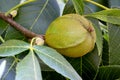 Green Pignut Hickory Nut with Leaf 02 Royalty Free Stock Photo