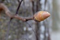 Pignut Hickory Leaf Bud 07 Royalty Free Stock Photo