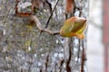 Pignut Hickory Leaf Bud 12 Royalty Free Stock Photo